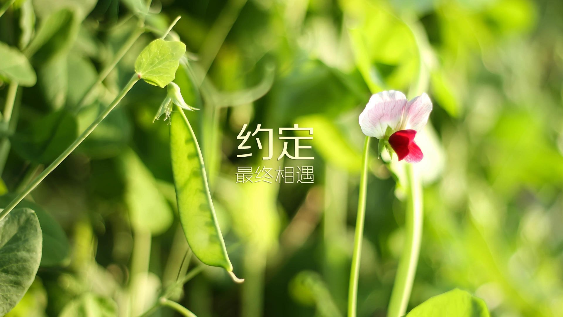 中国足球青训基地崛起，未来新星蓄势待发，中国足球青训学校排名