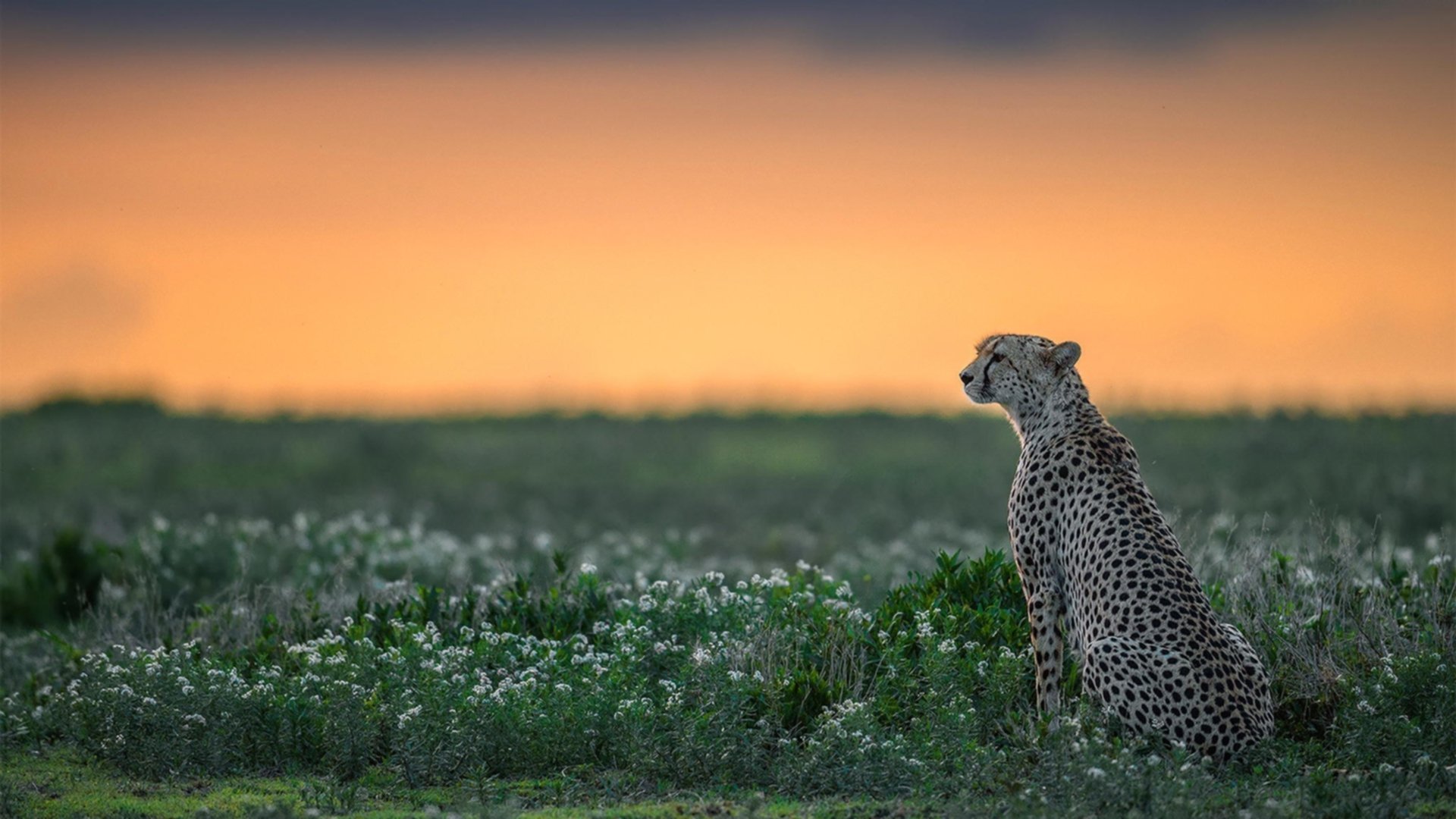 爱游戏官方-尤文是否能重拾意大利式铁血防守传统