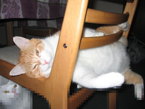 爱游戏娱乐-河北队需要更多配合，才能战胜浙江队，河北队和辽宁队