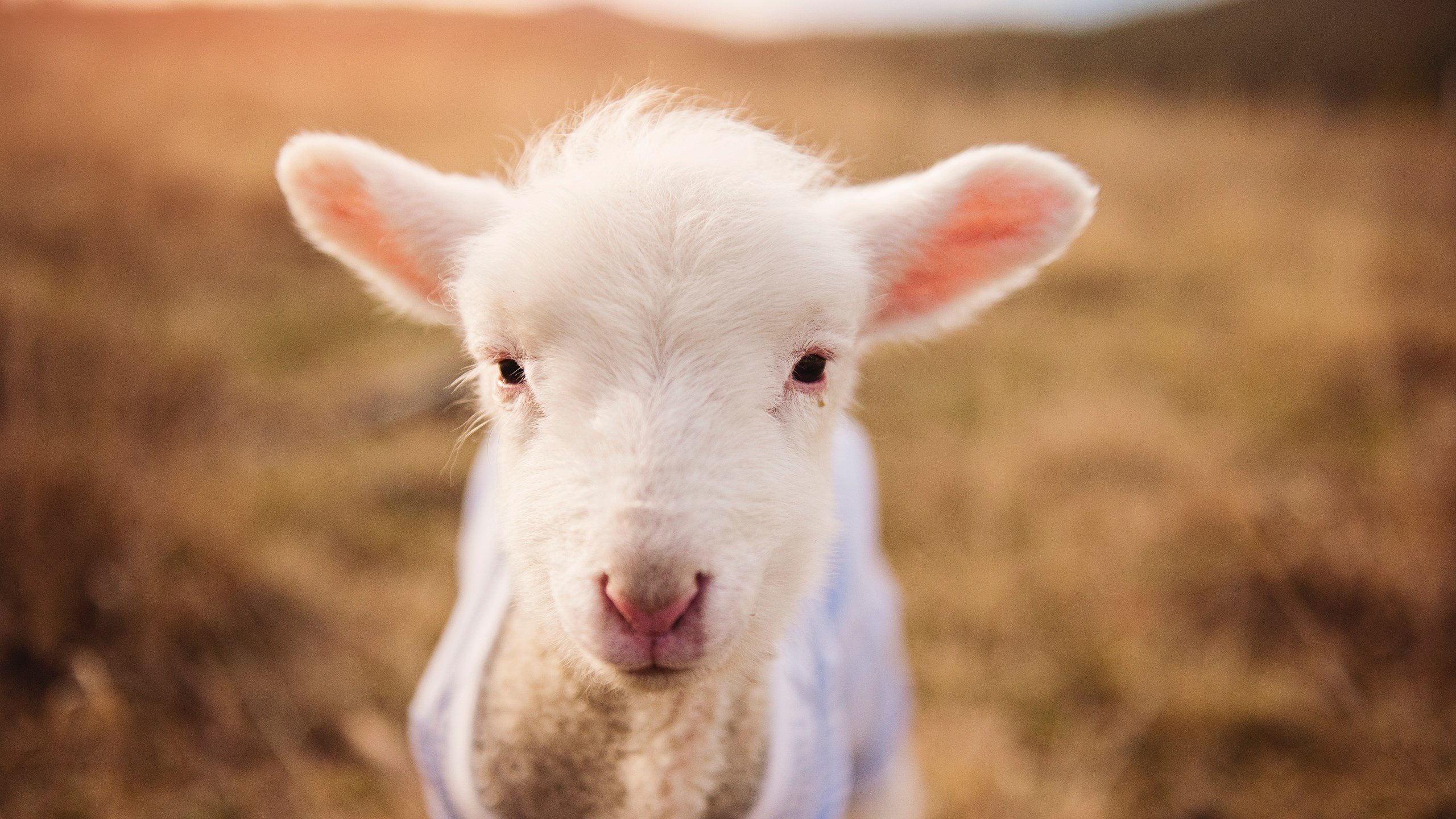 爱游戏体育-瑞典战队 Alliance 与丹麦战队 Fnatic 共同举办线上赛事，丹麦瑞典比赛