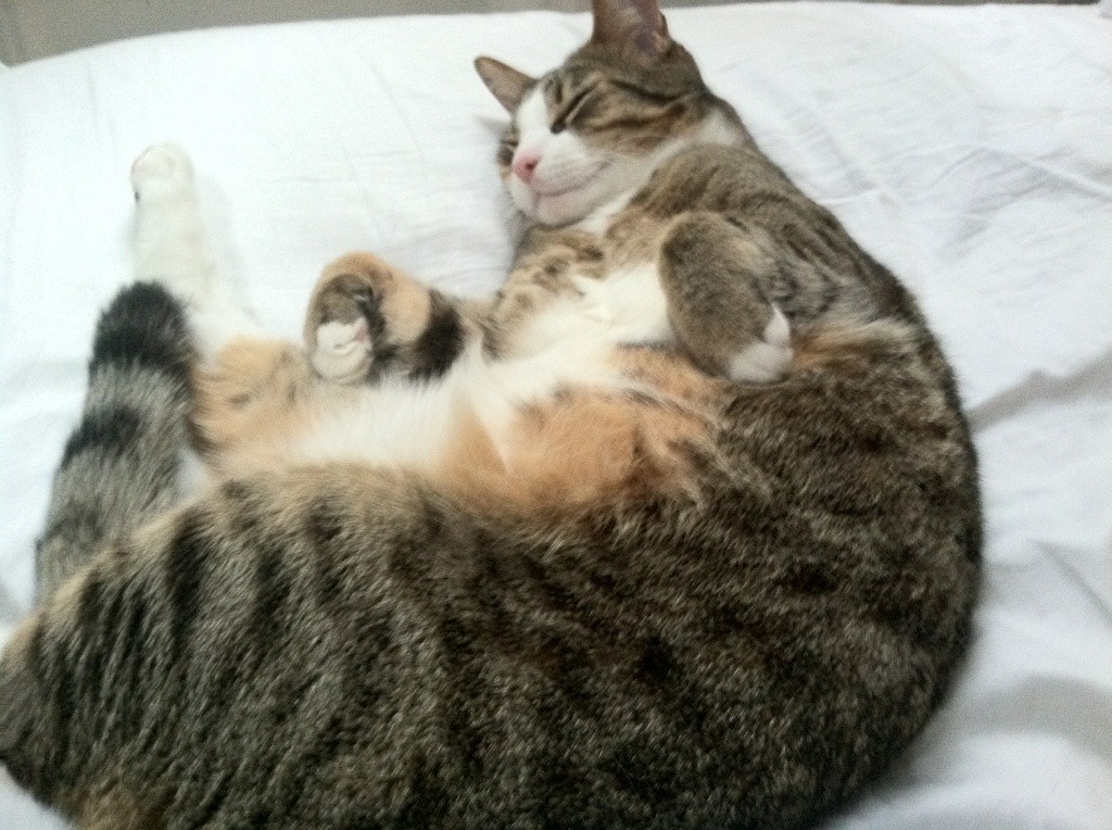 世界自由搏击争霸赛中国勇士登顶