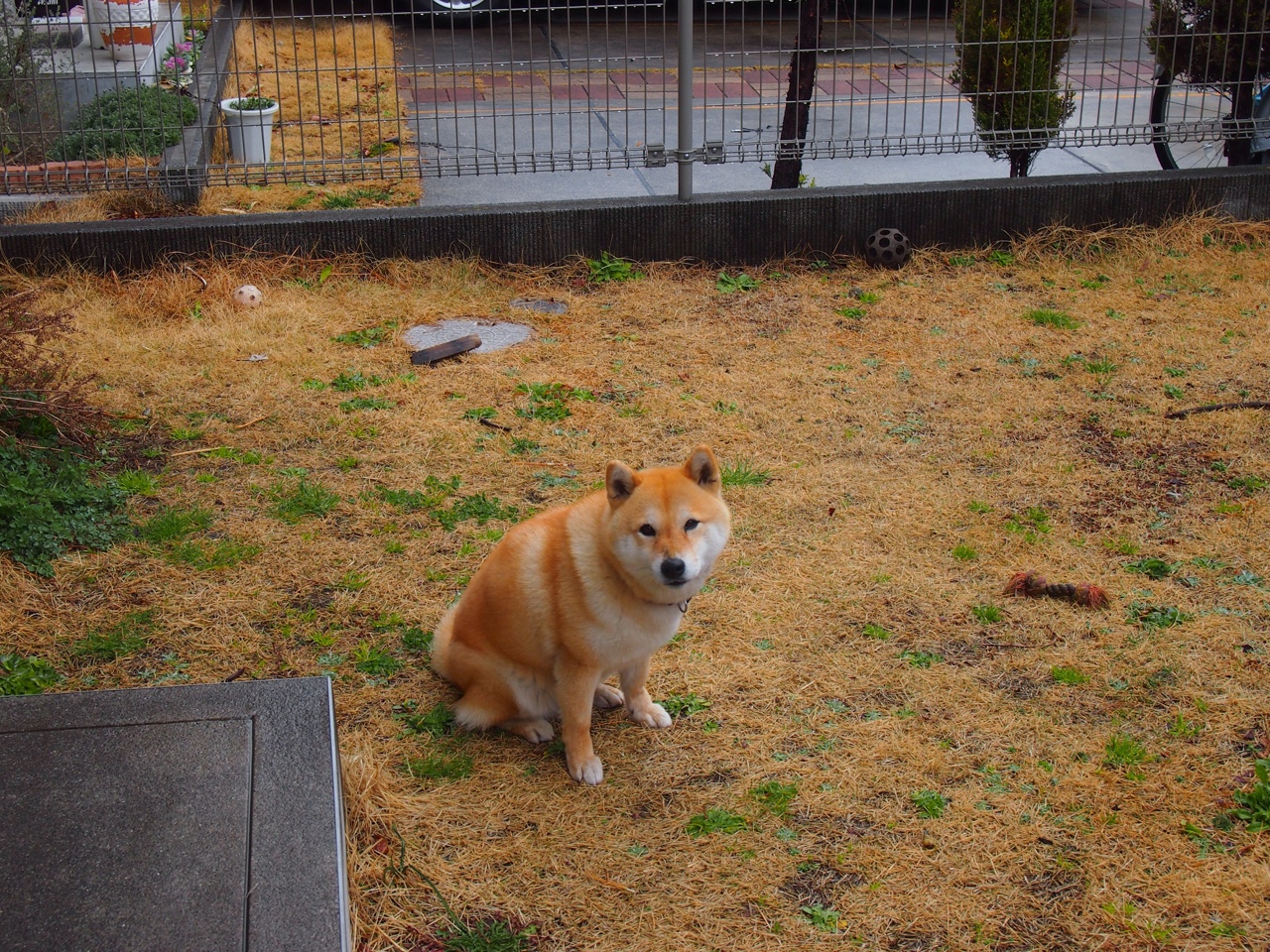 世界青少年足球锦标赛现场气氛火爆——未来之星诞生，青少年国际足球锦标赛