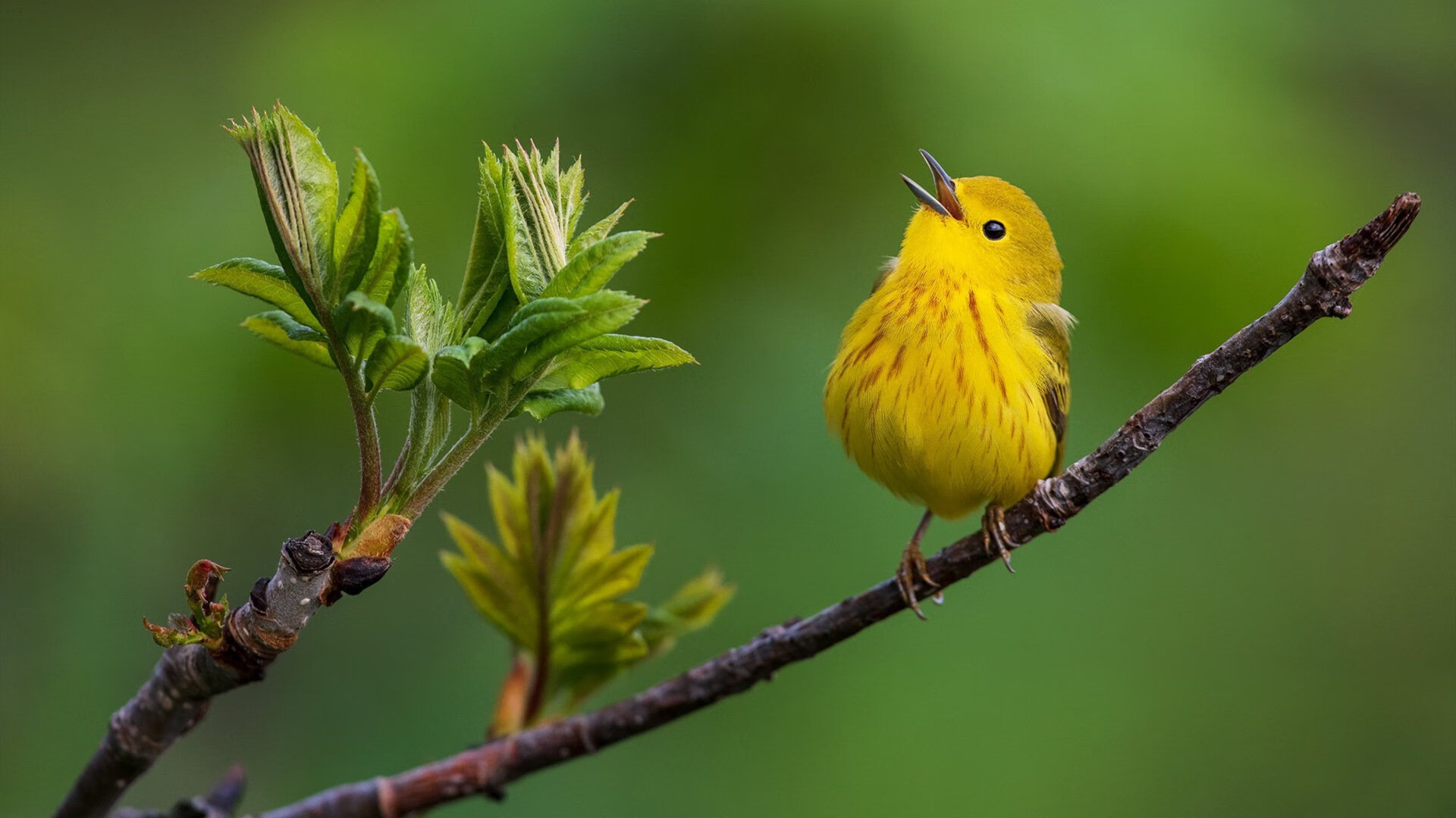 中国篮球教练员技术发展路径与挑战，2021中国篮球教练员培训