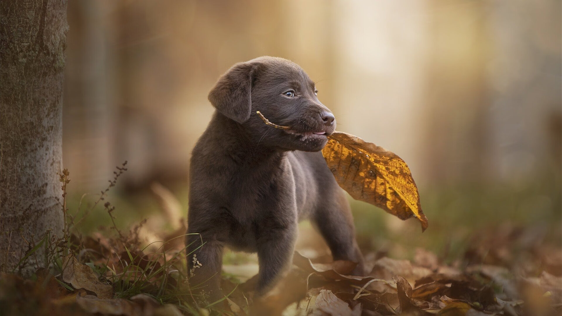女子射击世界杯中国一日两金，女子射击决赛