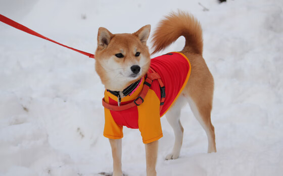 篮球专项技能训练规范体系建设与应用,篮球专项训练方法和手段