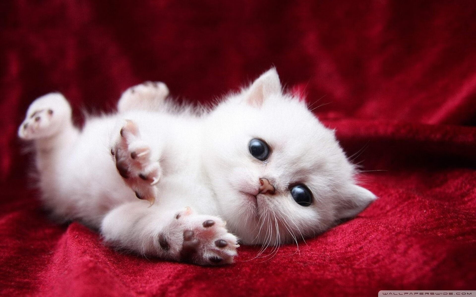 中国男篮冲击奥运资格迎来关键一战，中国男篮2胜3负无缘奥运会