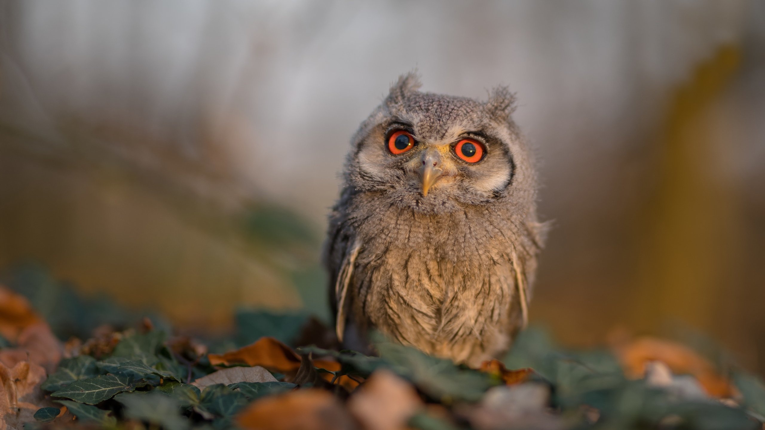 中国香港队如何加强国际合作与交流，提升团队战术执行力，香港队一起合影