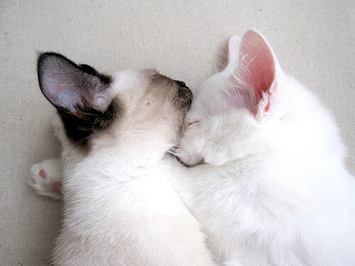 五大联赛球员出场时间与伤病风险浓度关系，五大联赛球员数据统计