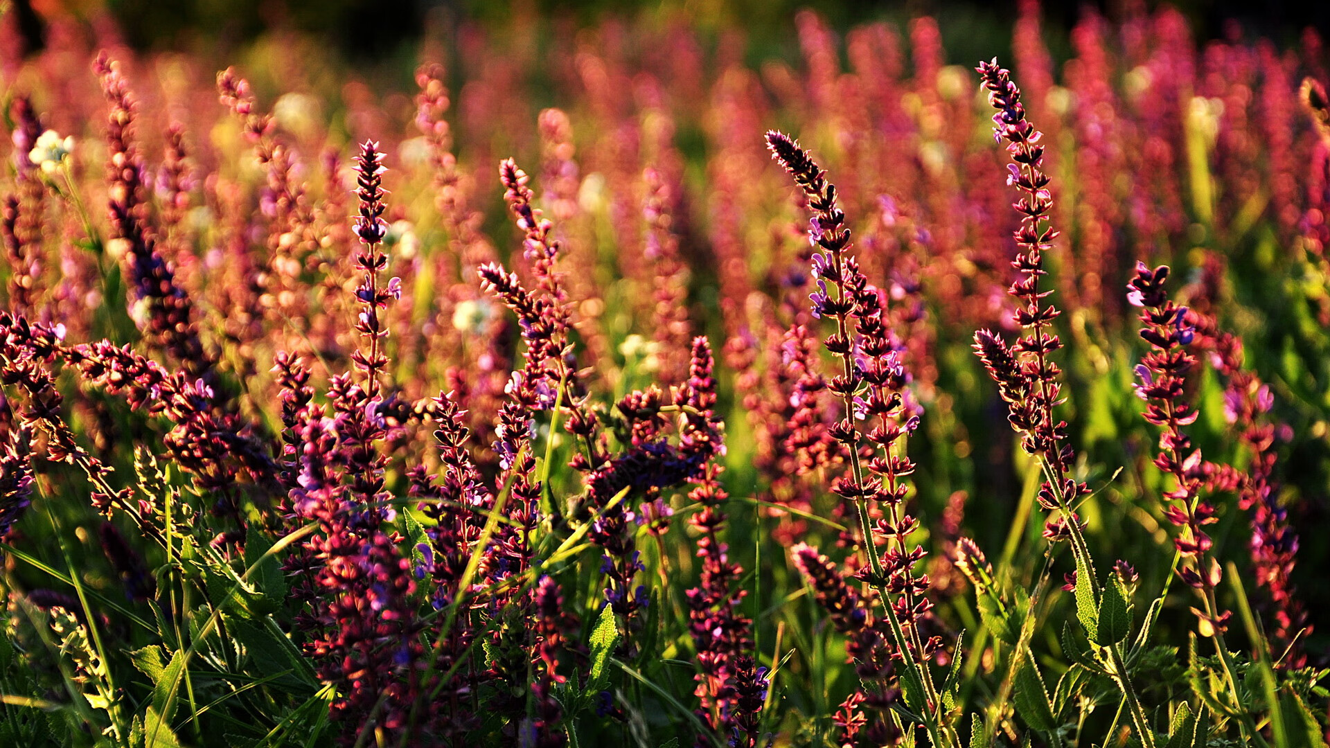 五大联赛是否鼓励后腰向边路释放传球角度，五大联赛进攻型球队