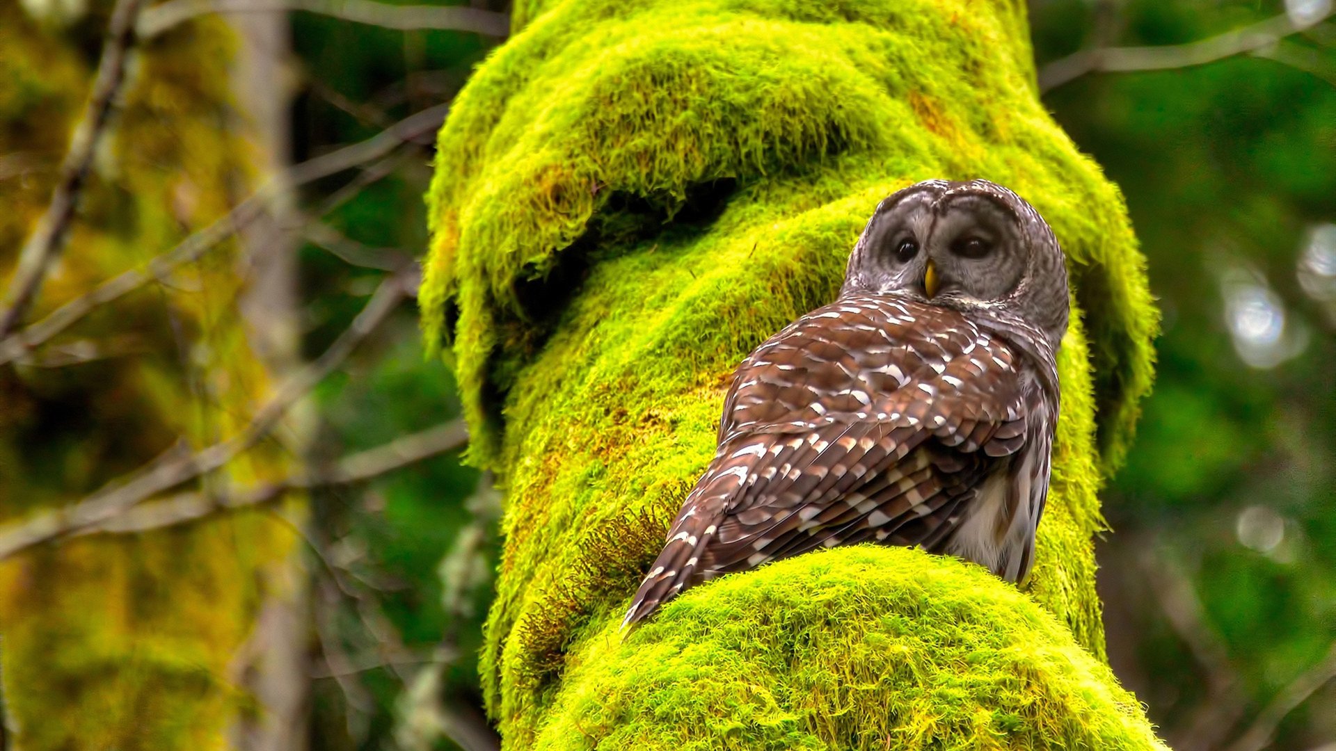 体育新闻中心协办全国体育新闻传播创新竞赛，体育新闻比赛