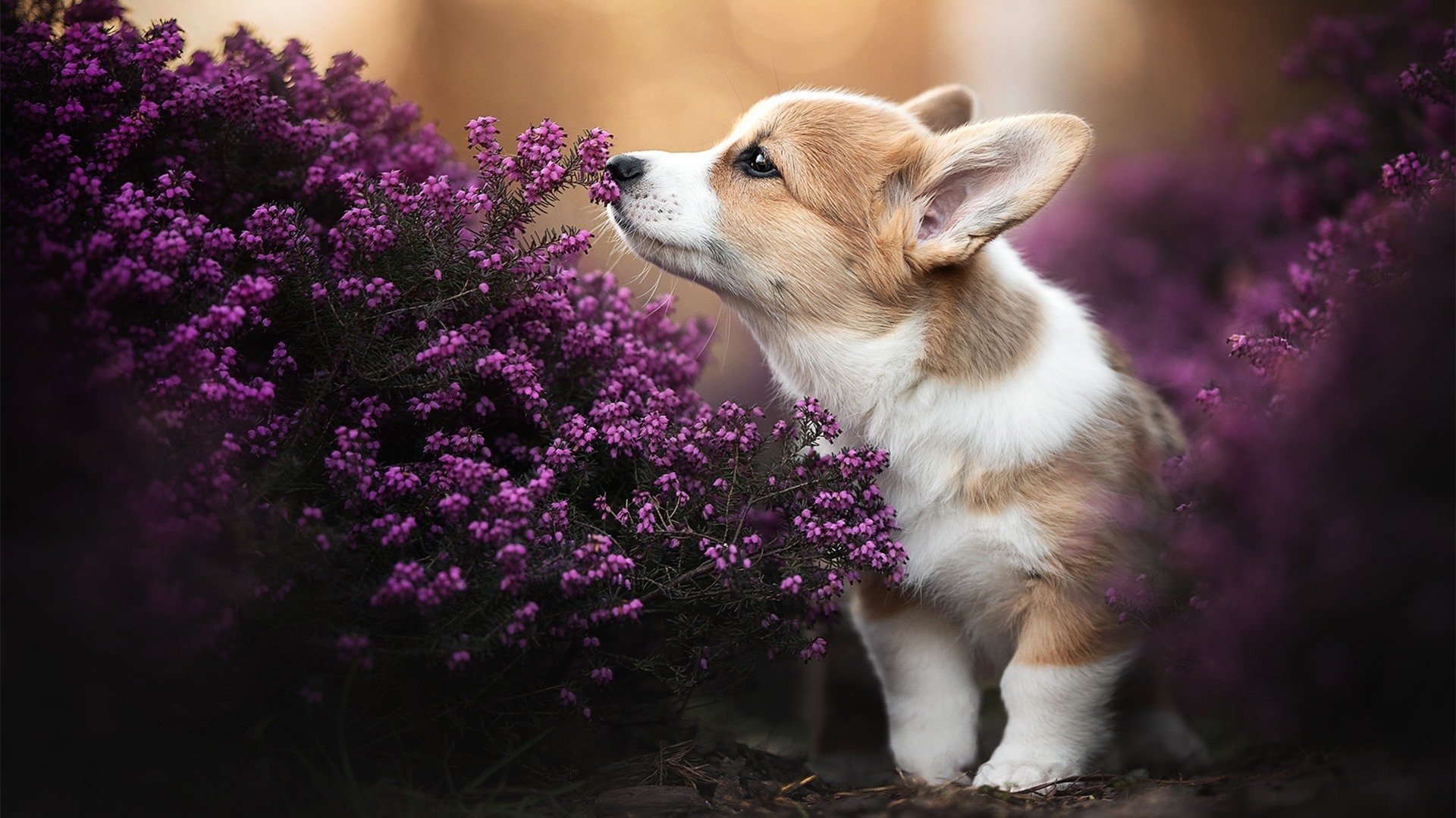 爱游戏体育（AYX）官方APP下载-全国青少年啦啦操展演精彩纷呈舞动青春，2016年青少年啦啦操规定动作