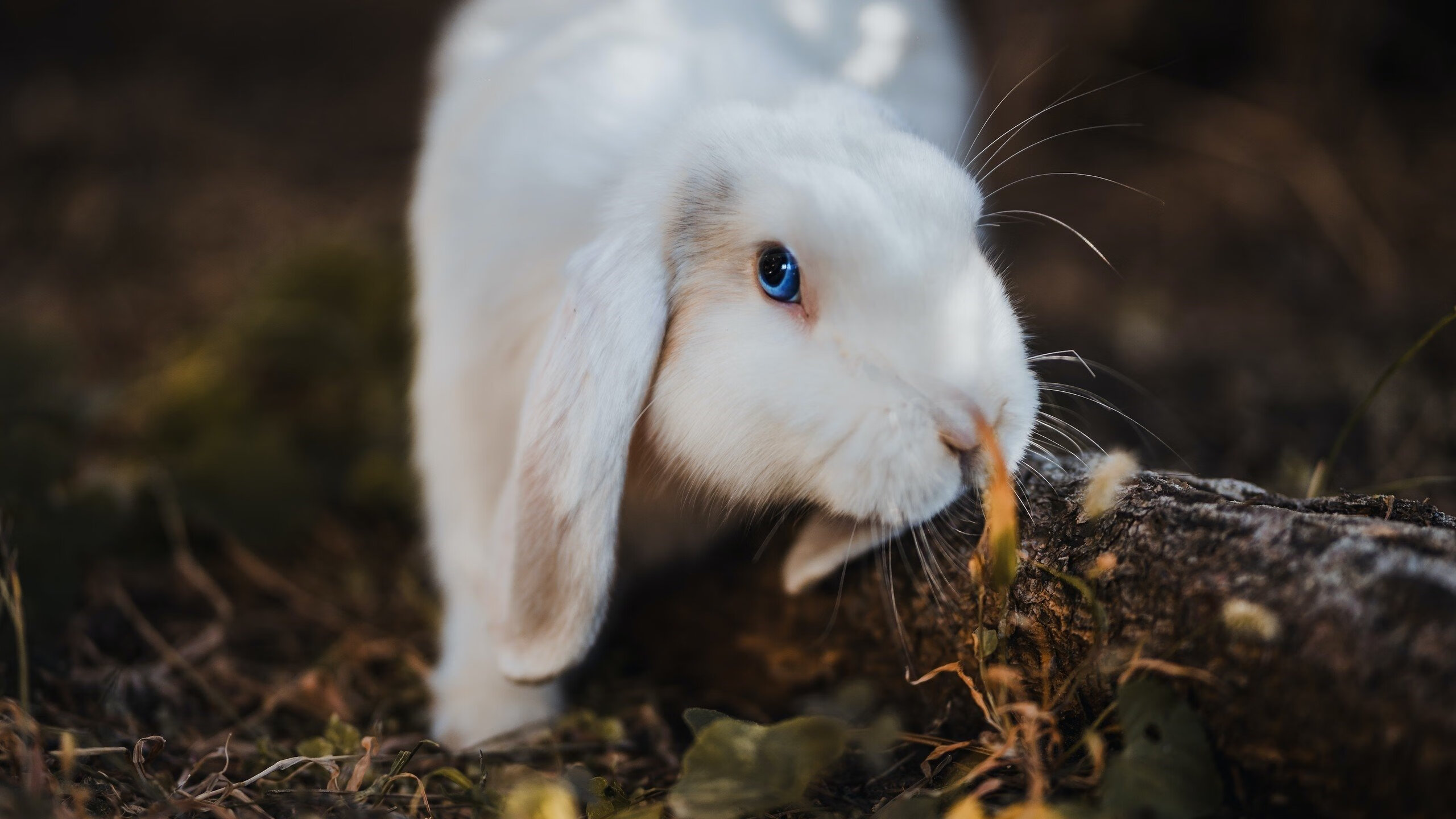 爱游戏娱乐网址-奥斯梅恩谈判破裂，转向其他目标，奥斯梅恩什么水平