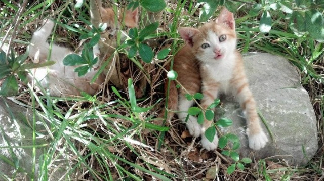 爱游戏登录入口-美国蝶泳爆发节奏与配速抗疲劳性博弈中，美国蝶泳女子世界纪录