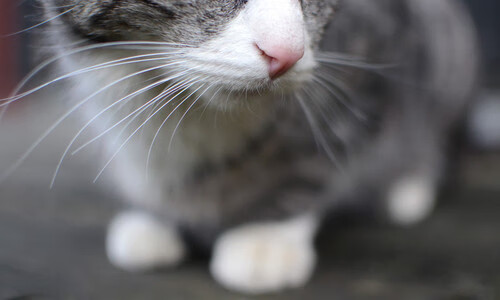 青训教练权威性是否受到制度保障，青训教练是什么意思