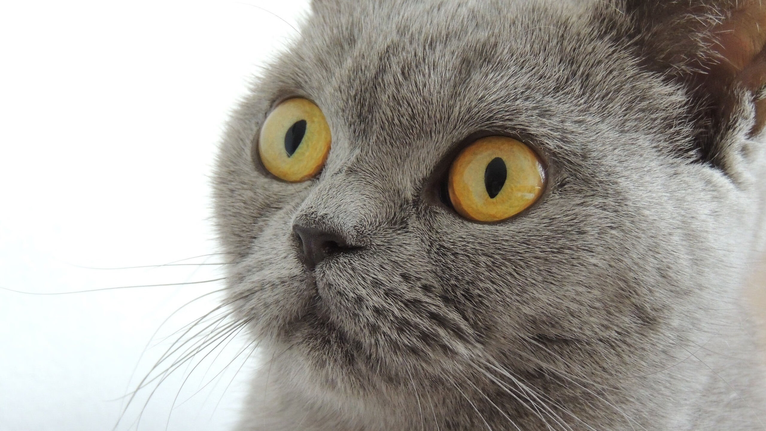 高节奏球队是否更易打出大比分领先，节奏大么