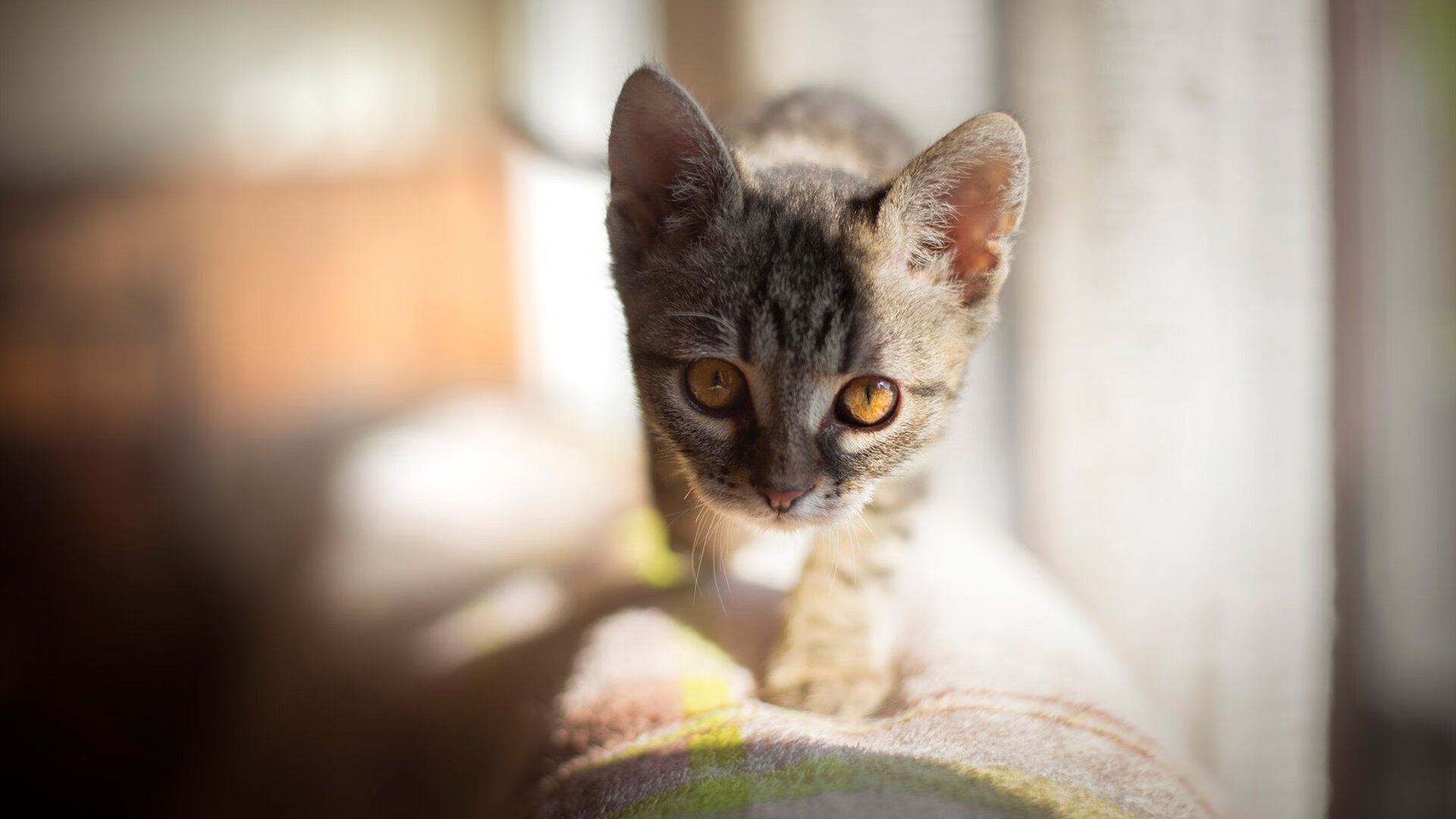 AYX体育官网-布克表态支持队友共同面对困难时期，布克 t