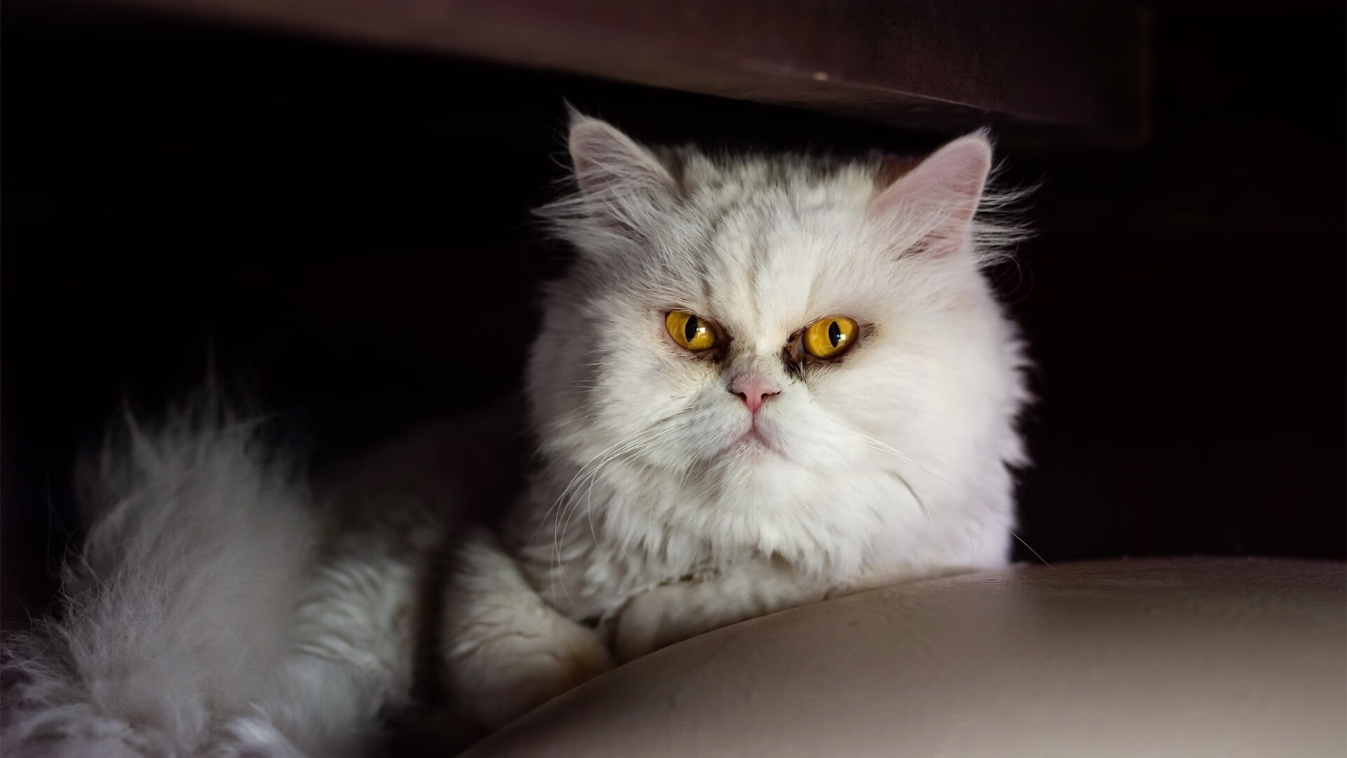 爱游戏体育（AYX）官方APP下载-湖人战术演练曝光大量新战法，nba湖人战术